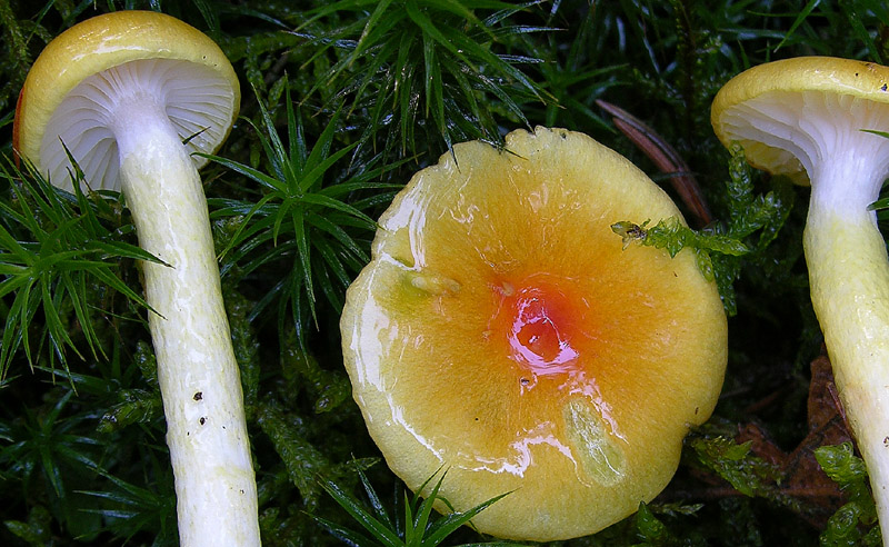 Hygrophorus bresadolae